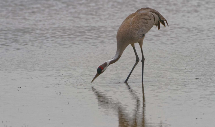 Grus grus (Linnaeus 1758)