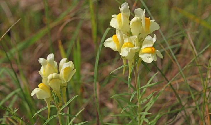 Linaria vulgaris (Mill., 1768)