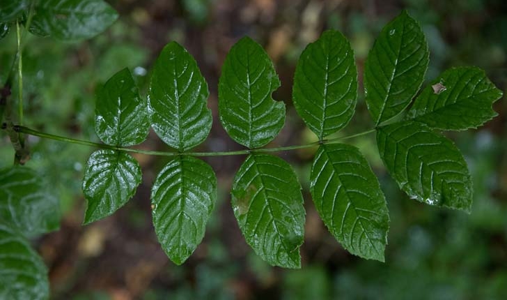 Fraxinus excelsior (Linné, 1753)