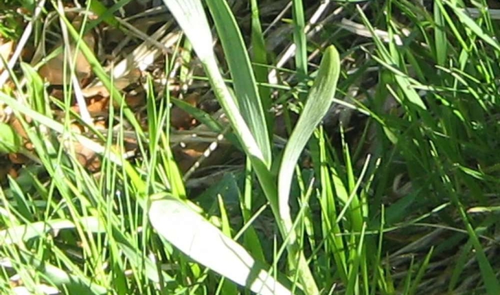 Fritillaria pyrenaica L.