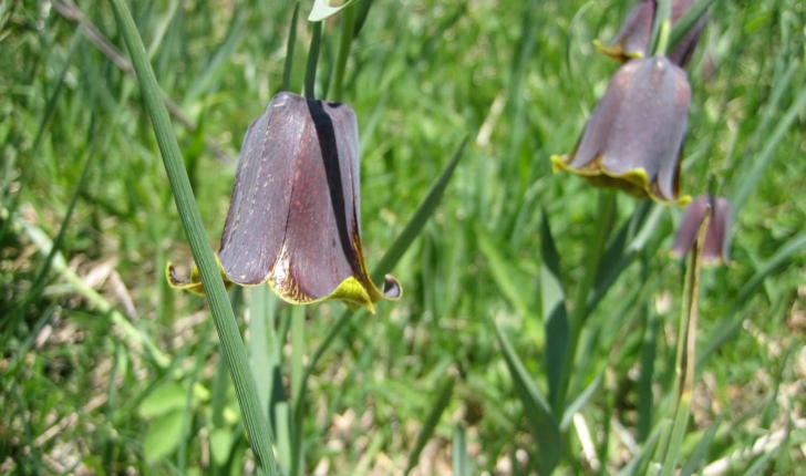 Fritillaria pyrenaica L.