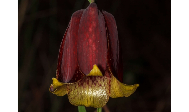 Fritllaria sp.