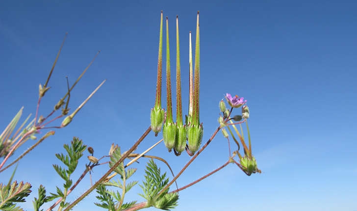 Erodium ssp