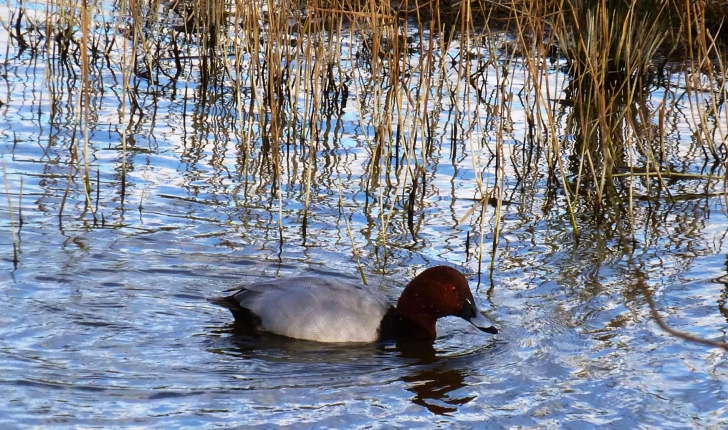 Aythya ferina (Linnaeus, 1758)