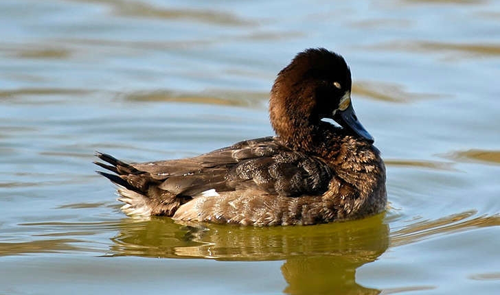 Aythya marila (Linnaeus, 1761)
