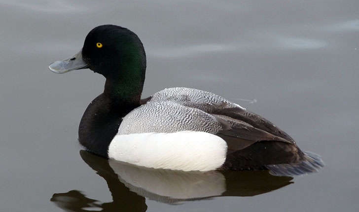 Aythya marila (Linnaeus, 1761)