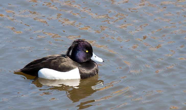 Aythya fuligula (Linnaeus, 1758)