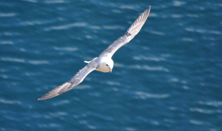 Fulmar boréal - Crédit: photothèque Bretagne Vivante-sepnb