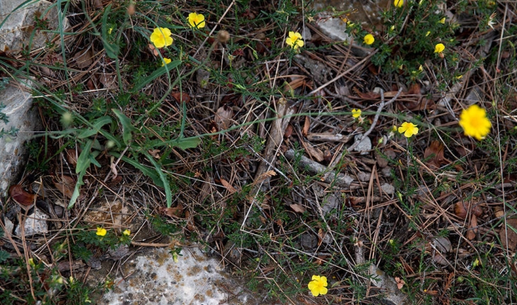 Fumana procumbens (Spach, 1836)