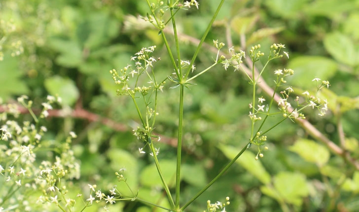 Galium sp (L., 1753)