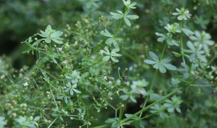 Galium sp (L., 1753)