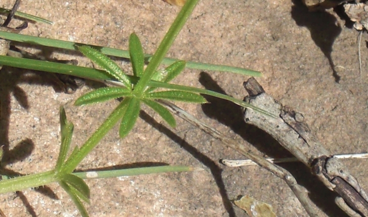 Galium aparine (L., 1753)