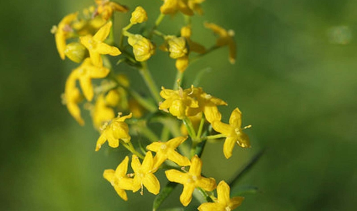 Galium verum (L. 1753)