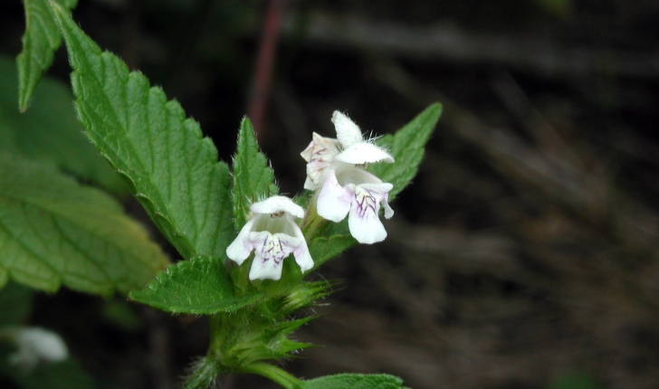 Galeopsis tetrahit L., 1753