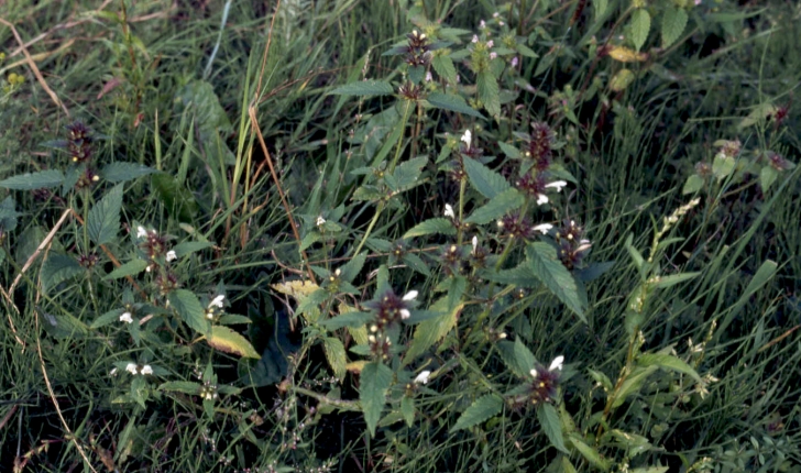 Galeopsis tetrahit L., 1753