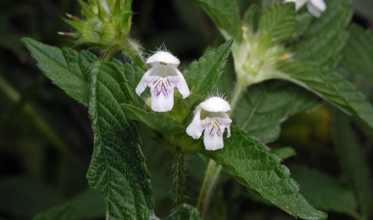Galeopsis tetrahit L., 1753
