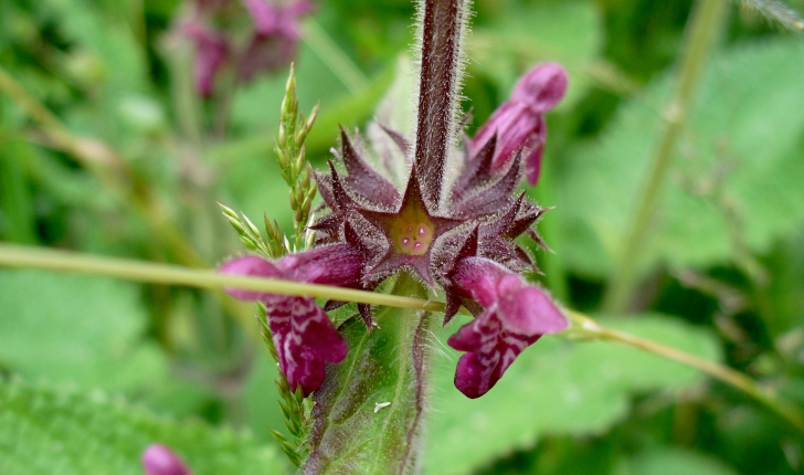 Galeopsis tetrahit L., 1753