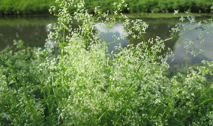 Galium mollugo