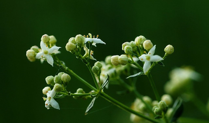 Galium mollugo