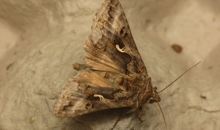 Autographa gamma (Linnaeus, 1758)