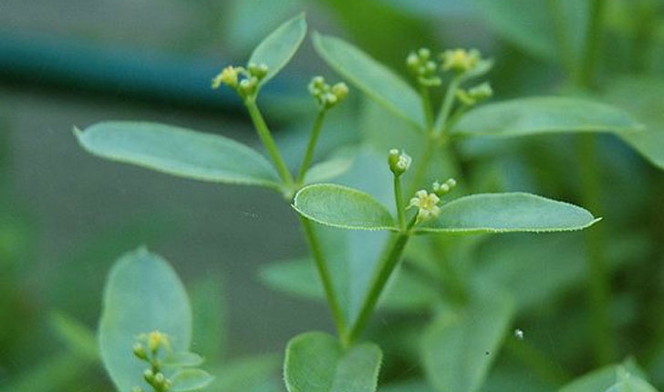 Rubia tinctoria