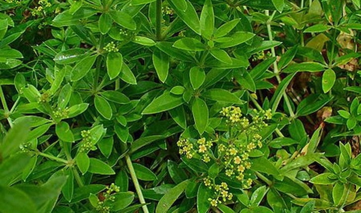 Rubia tinctoria