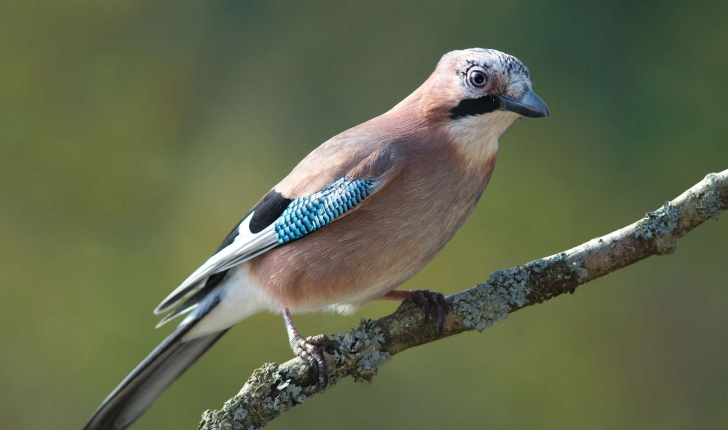 Garrulus glandarius (Linnaeus, 1758)