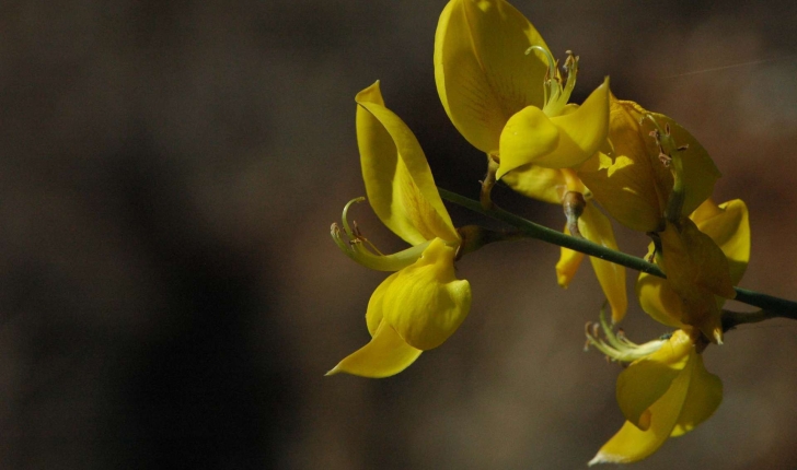 Genista cinerea ((Vill.) DC.,1805)