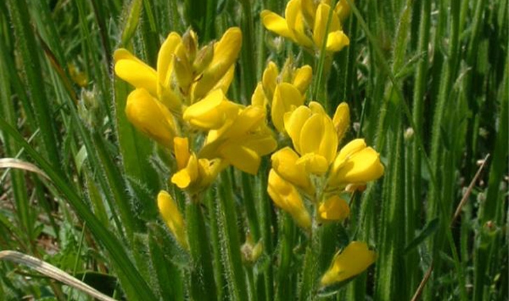Genista sagittalis 