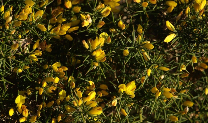 Fabaceae