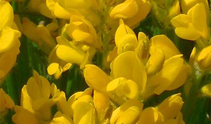Genista sagittalis 