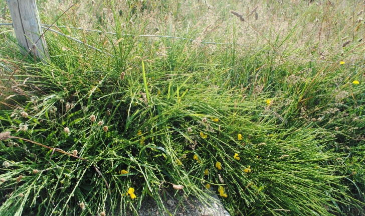 Genista tinctoria subsp littoralis (Rothm. 1963)