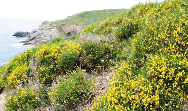 Genista tinctoria subsp littoralis (Rothm. 1963)