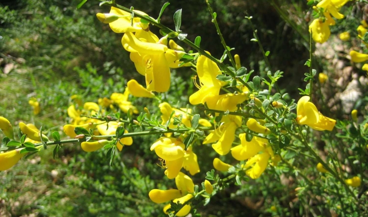 Cytisus scoparius (L.) Link