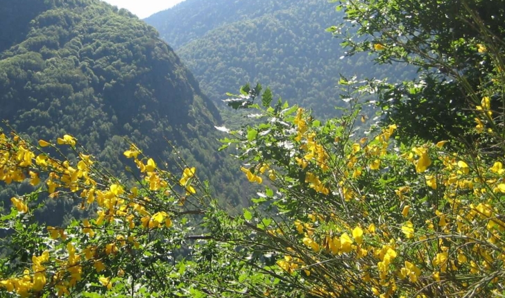 Cytisus scoparius (L.) Link