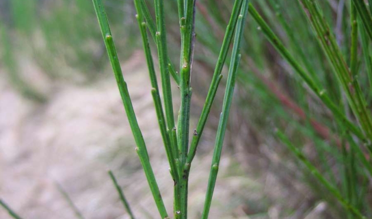 Cytisus scoparius (L.) Link