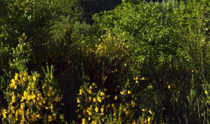 Cytisus scoparius (L.) Link