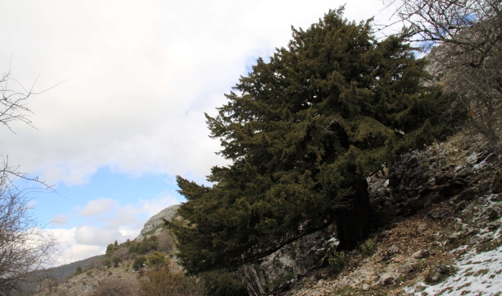 Juniperus thurifera (L., 1753)