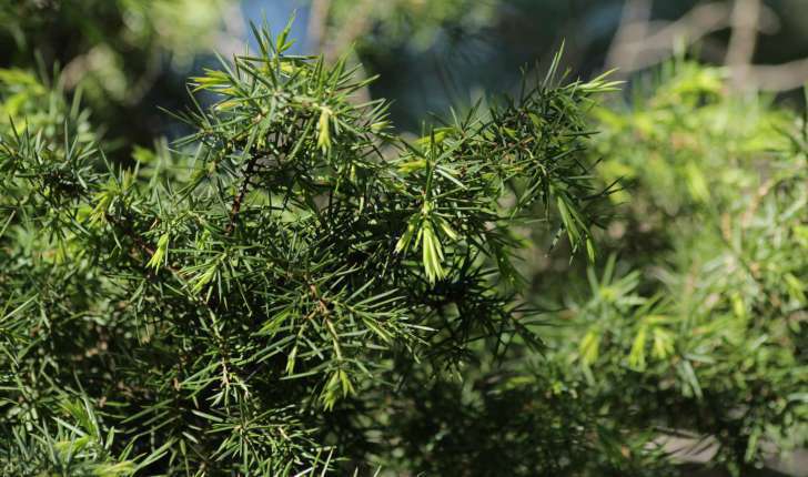 Juniperus thurifera (L., 1753)