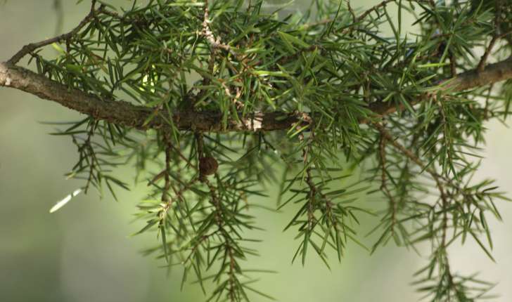 Juniperus thurifera (L., 1753)