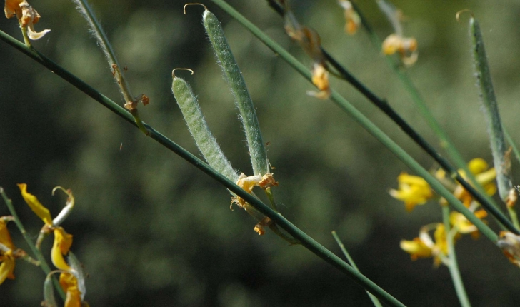 Genista cinerea ((Vill.) DC.,1805)