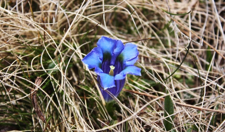 Gentiana acaulis (L., 1753)