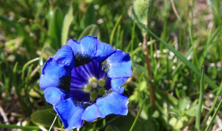Gentiana acaulis (L., 1753)