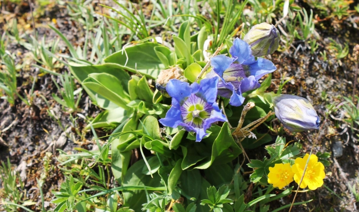 Gentiana acaulis (L., 1753)