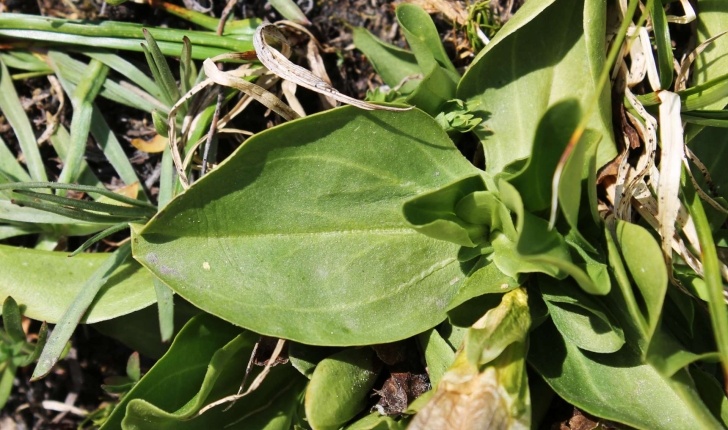 Gentiana acaulis (L., 1753)