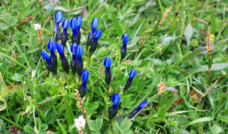 Gentiana sp.