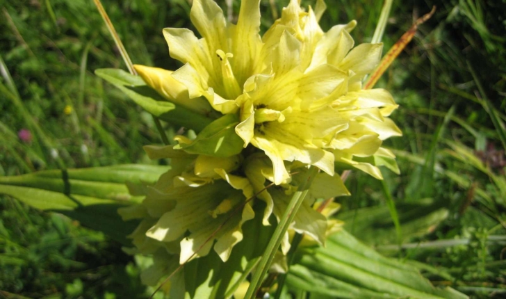 Gentiane de Burser (crédits: evelyne Liauzun)