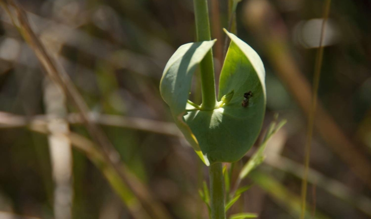 Blackstonia perfoliata (Linnée, 1762)