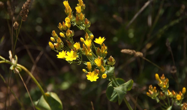 Blackstonia perfoliata (Linnée, 1762)