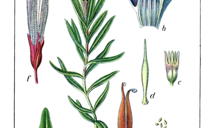 Gentiana pneumonanthe L.